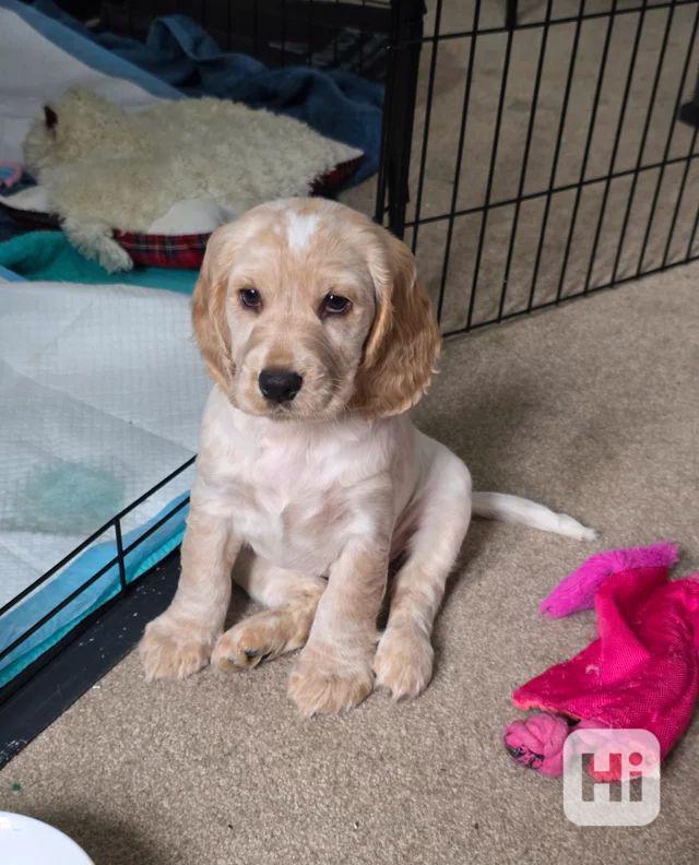 Štěňata kokršpaněla (k dispozici k odběru) - foto 1