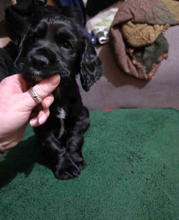 Štěňata kokršpaněla (k dispozici k odběru) - foto 4