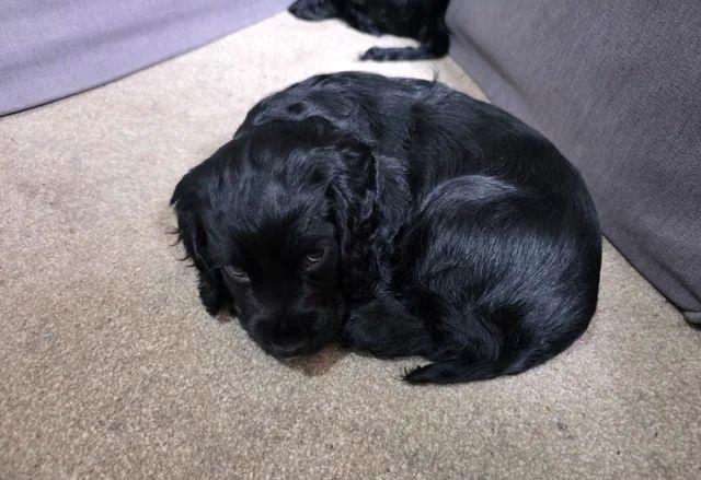 Štěňata kokršpaněla (k dispozici k odběru) - foto 3