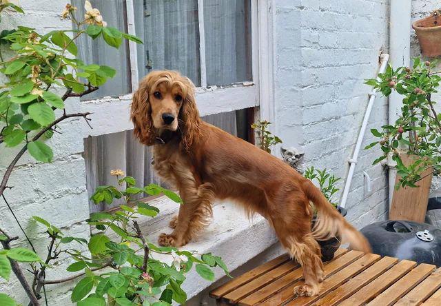 Štěňata kokršpaněla (k dispozici k odběru) - foto 9