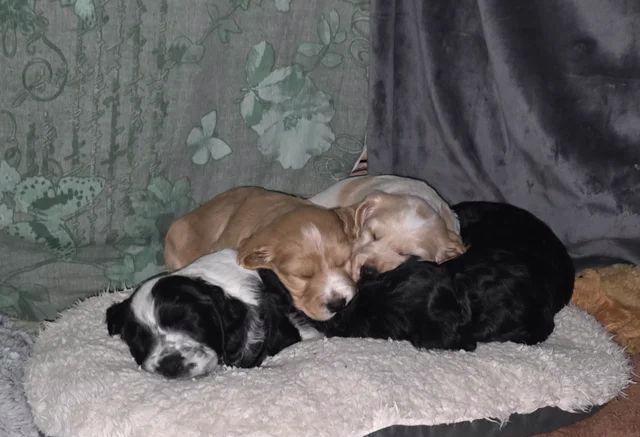 Štěňata kokršpaněla (k dispozici k odběru) - foto 2