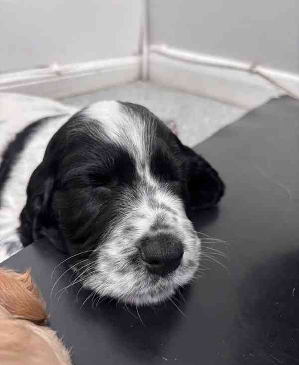 Štěňata kokršpaněla (k dispozici k odběru) - foto 6