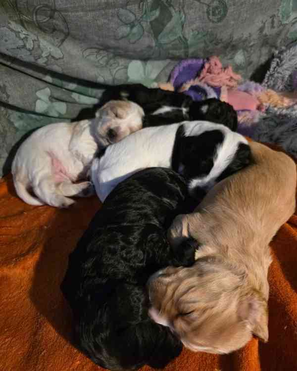 Štěňata kokršpaněla (k dispozici k odběru) - foto 8