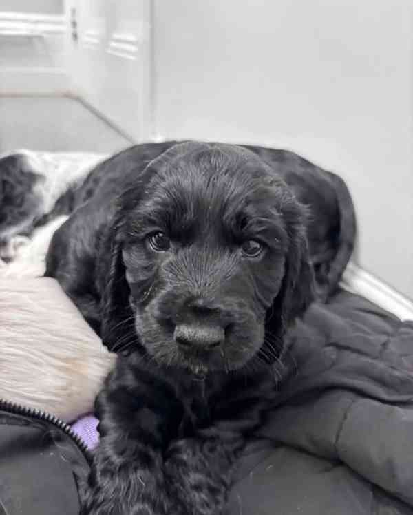 Štěňata kokršpaněla (k dispozici k odběru) - foto 7