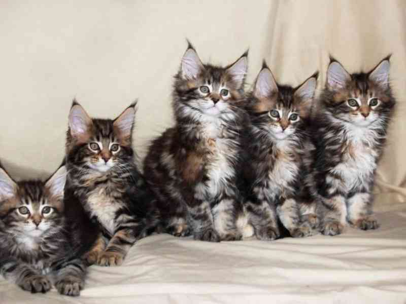 Roztomilé Mainská mývalí koťata na prodej