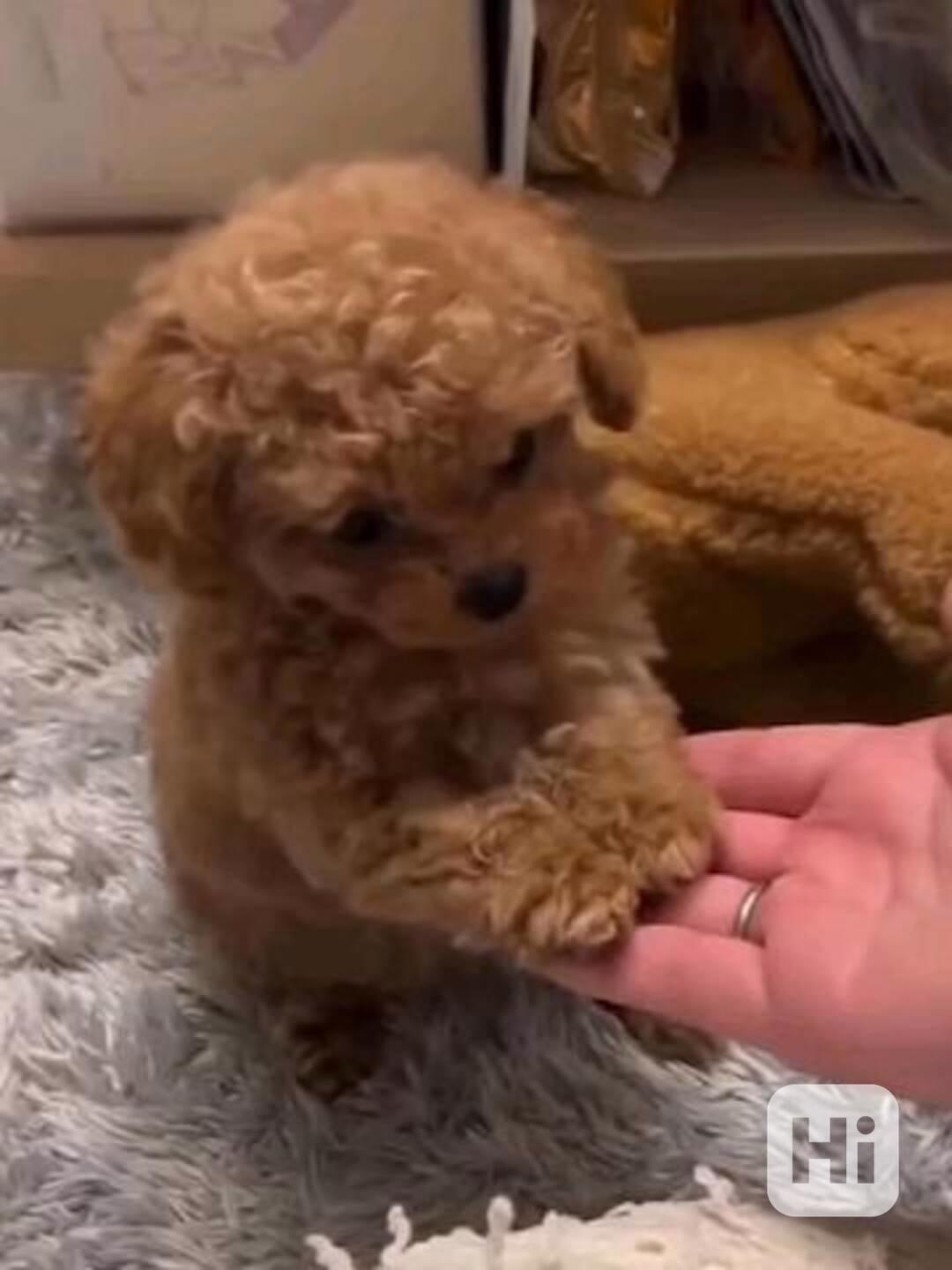 Štěňata miniaturního pudla - foto 1