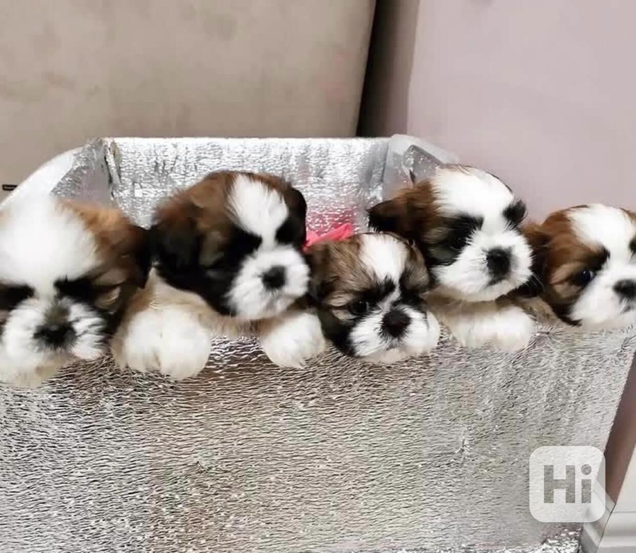Shih-tzu, ši-tzu štěňátka s PP FCI - foto 1