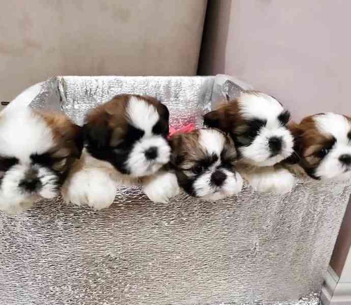Shih-tzu, ši-tzu štěňátka s PP FCI - foto 1