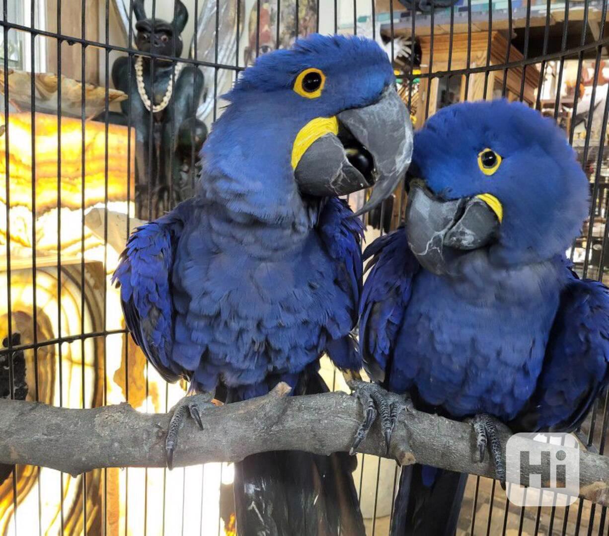 Hyacintoví papoušci - foto 1