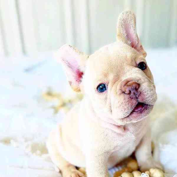 Štěňata francouzského buldoka - foto 3