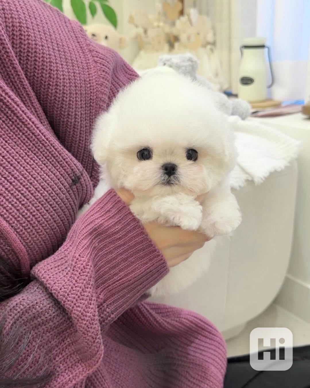 Mini bišonek, na kterého nezapomenete — Podo 🍇 S osobností  - foto 1