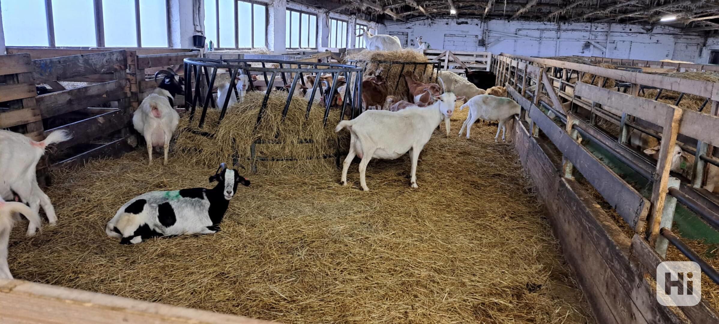 Užitkové stádo koz z ekologického zemědělství - foto 1