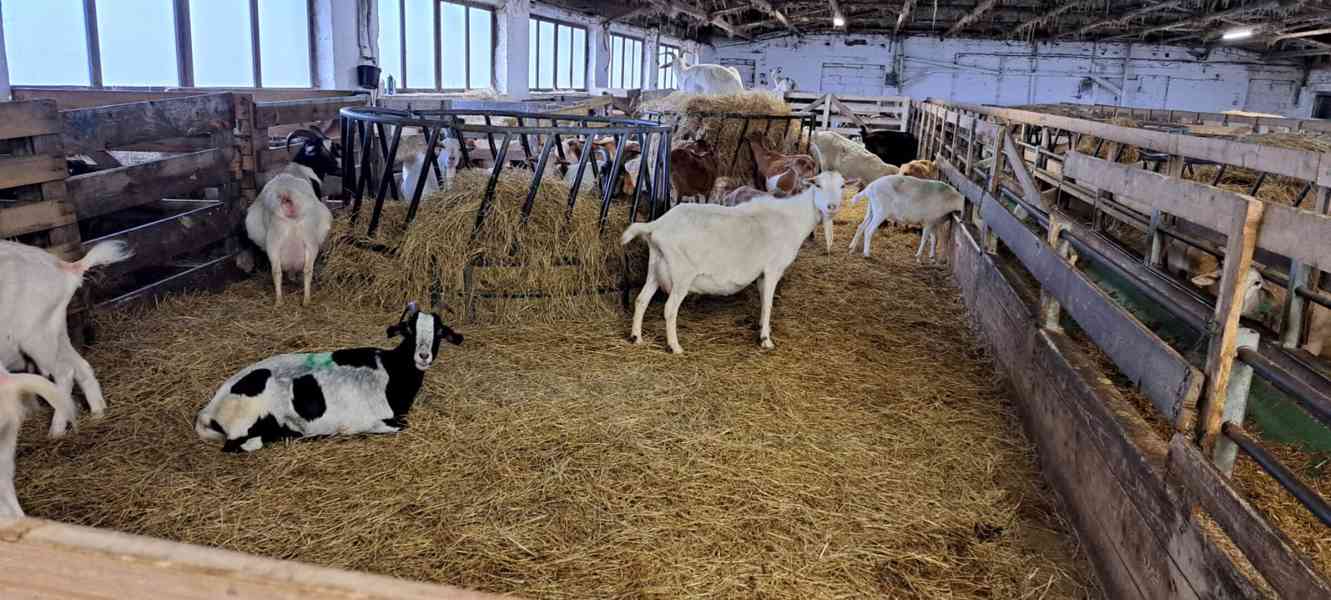 Užitkové stádo koz z ekologického zemědělství
