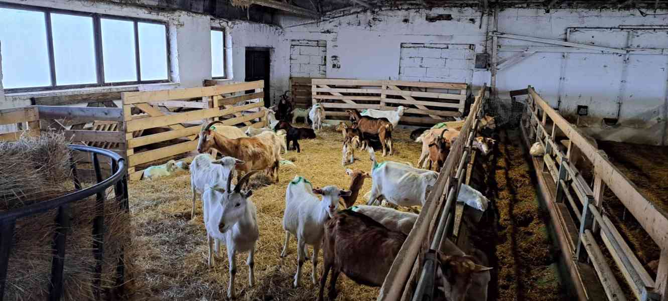 Užitkové stádo koz z ekologického zemědělství - foto 4