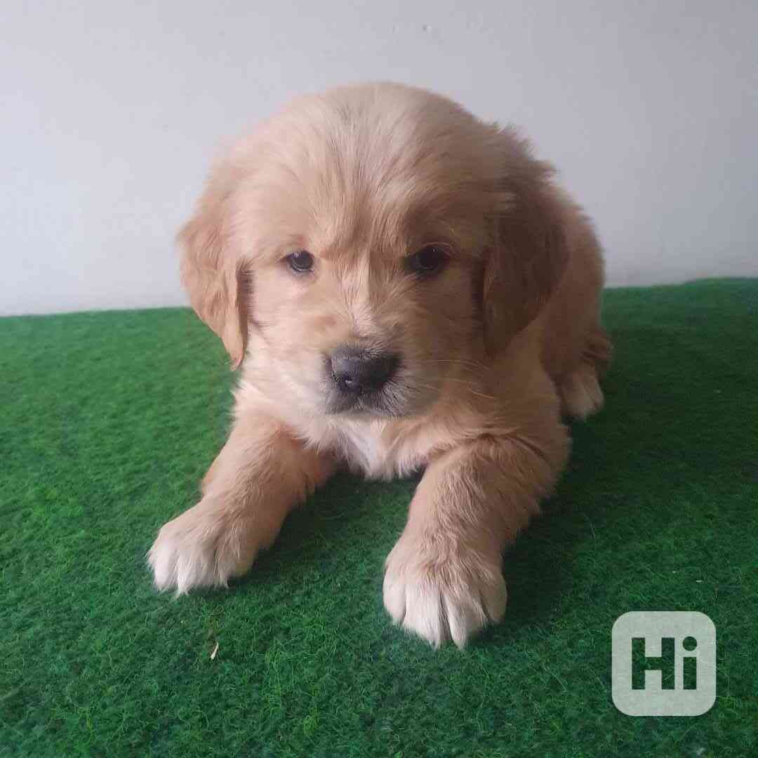 Zlatý retrívr - foto 1