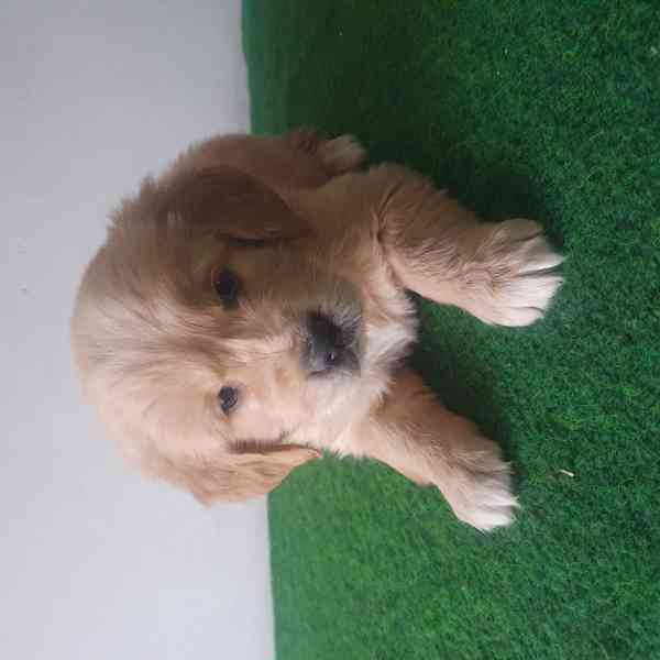 Zlatý retrívr - foto 1