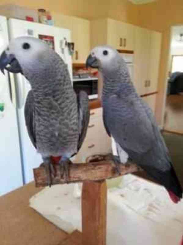 Žako Africké šedé papoušci pro prodej - foto 1