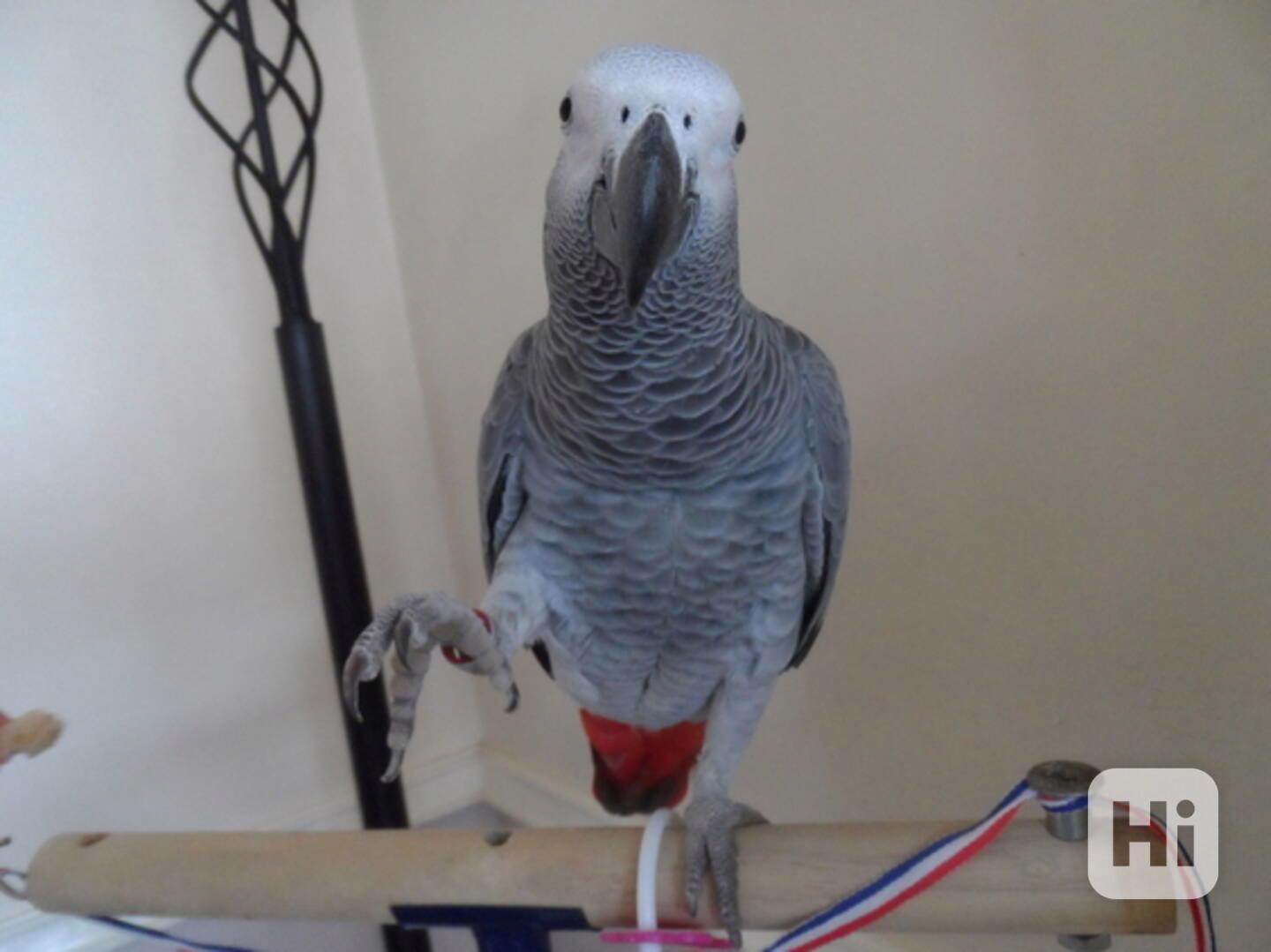 🦜✨ Krásní papoušci šedí - foto 1