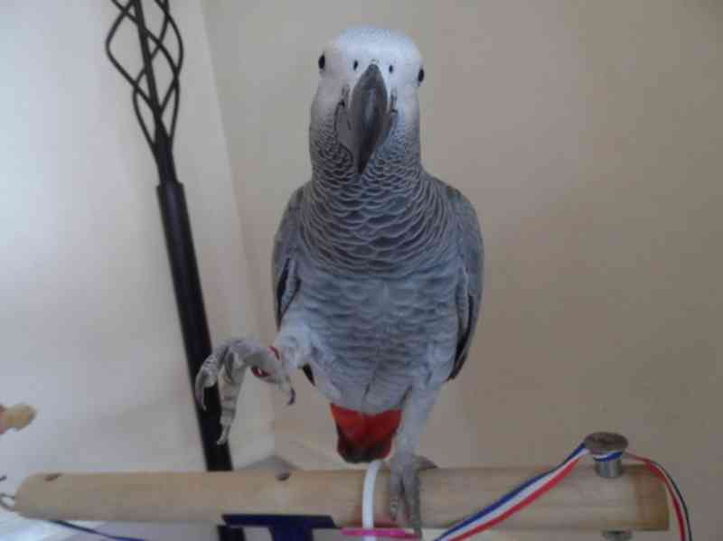 🦜✨ Krásní papoušci šedí