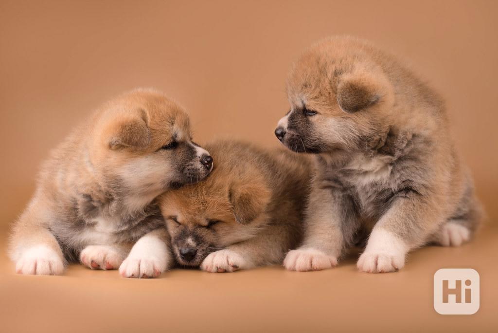 Samec a samice Akita Inu - foto 1