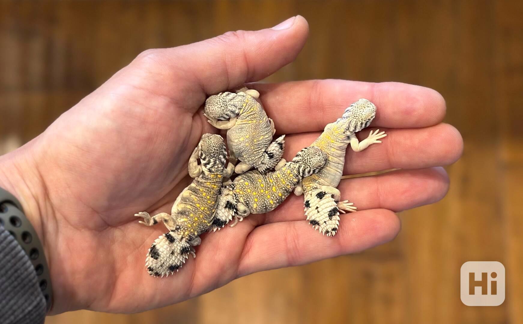 Uromastyx thomasi for sale - foto 1