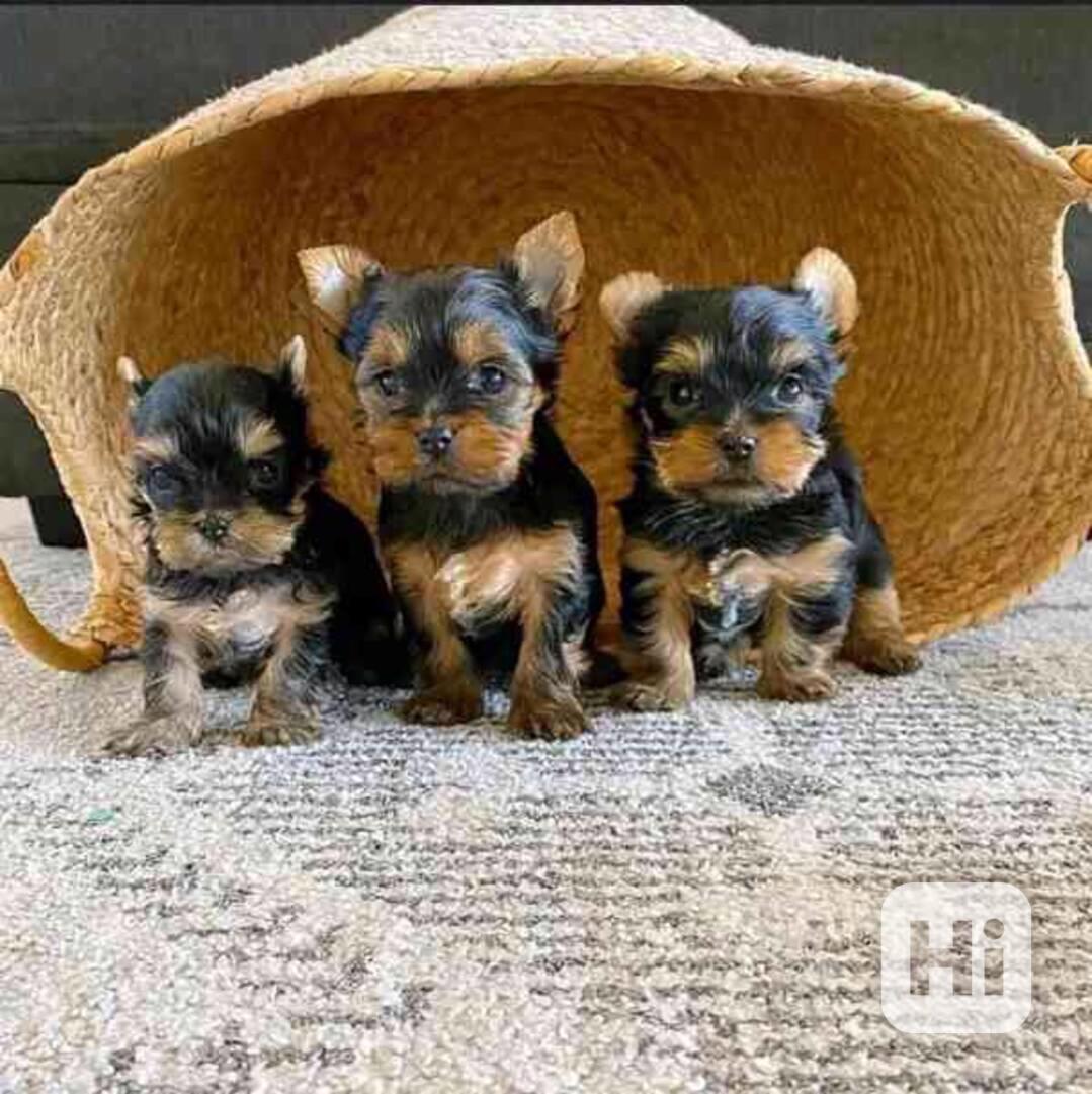 vycvičená štěňata jorků k adopci - foto 1