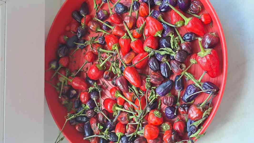 Chilli Tr.Scorpion,Naga Moritch,Zvonečky,Armag. a další sem. - foto 8