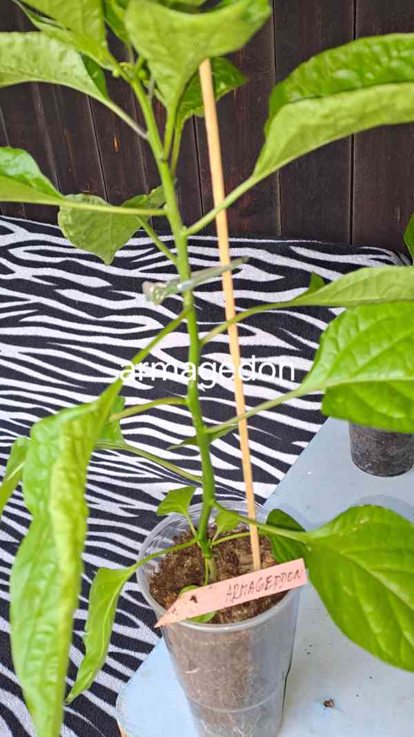 Chilli Tr.Scorpion,Naga Moritch,Zvonečky,Armag. a další sem. - foto 10