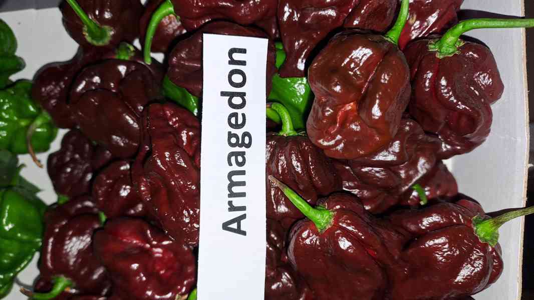 Chilli Tr.Scorpion,Naga Moritch,Zvonečky,Armag. a další sem. - foto 3