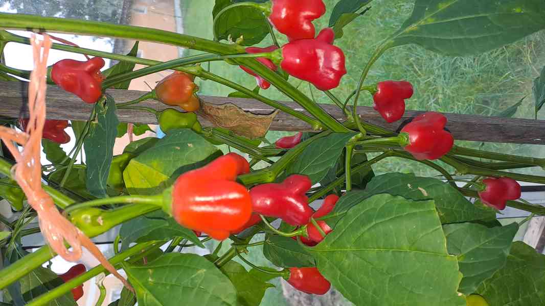 Chilli Tr.Scorpion,Naga Moritch,Zvonečky,Armag. a další sem. - foto 5