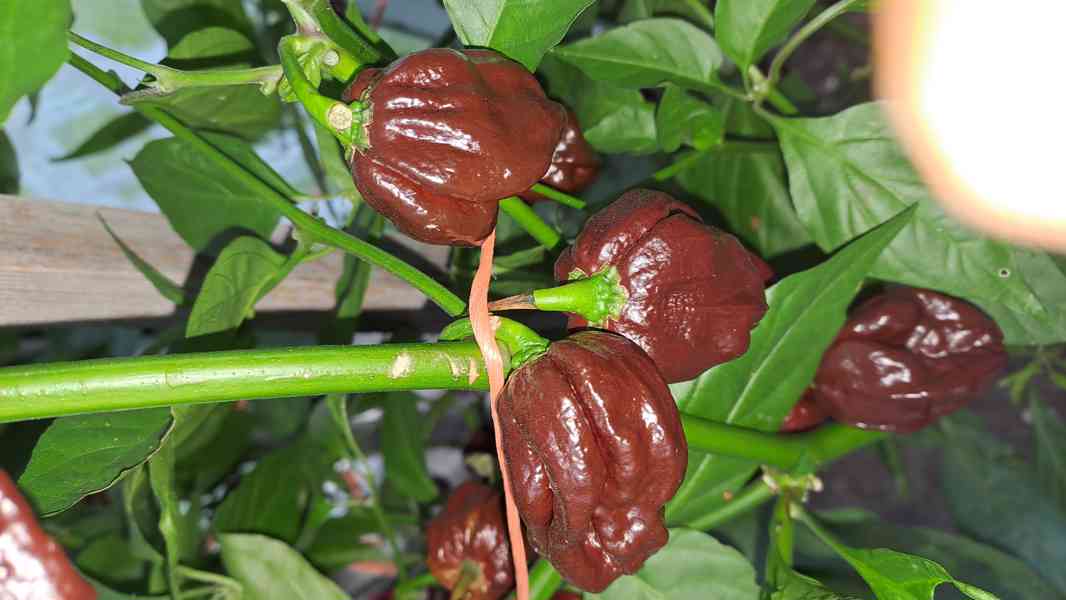 Chilli Tr.Scorpion,Naga Moritch,Zvonečky,Armag. a další sem. - foto 2