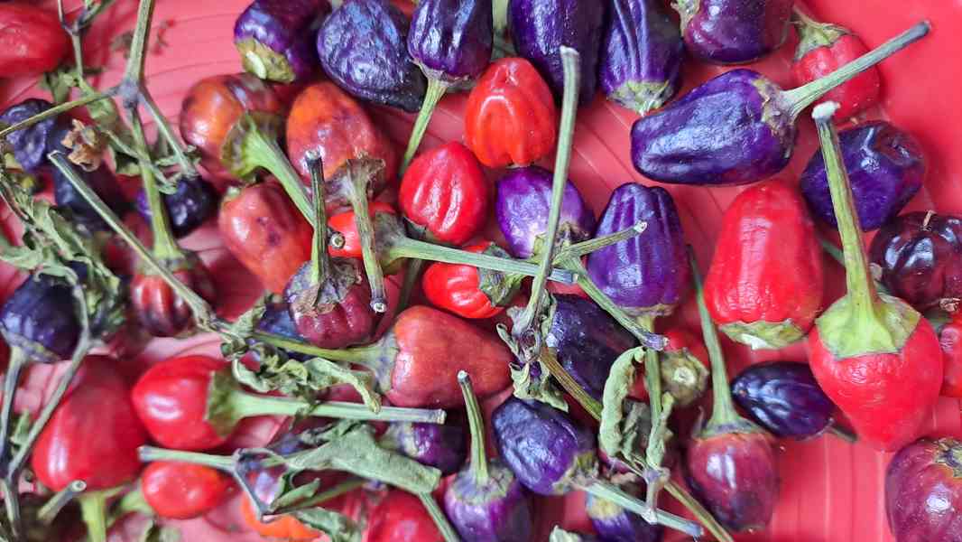 Chilli Tr.Scorpion,Naga Moritch,Zvonečky,Armag. a další sem. - foto 7