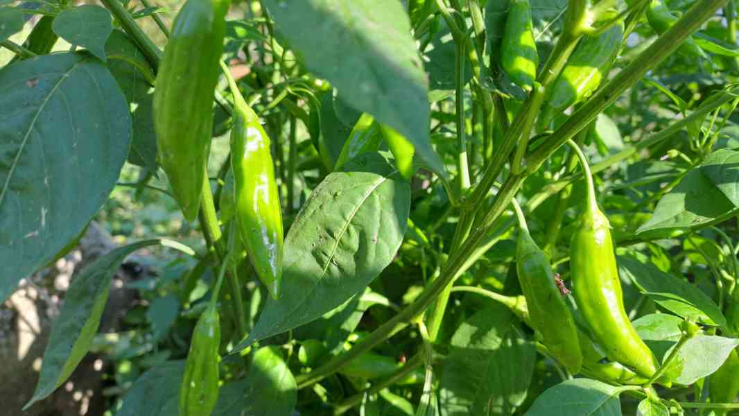 Chilli Tr.Scorpion,Naga Moritch,Zvonečky,Armag. a další sem. - foto 4