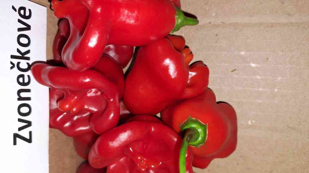 Chilli Tr.Scorpion,Naga Moritch,Zvonečky,Armag. a další sem. - foto 6