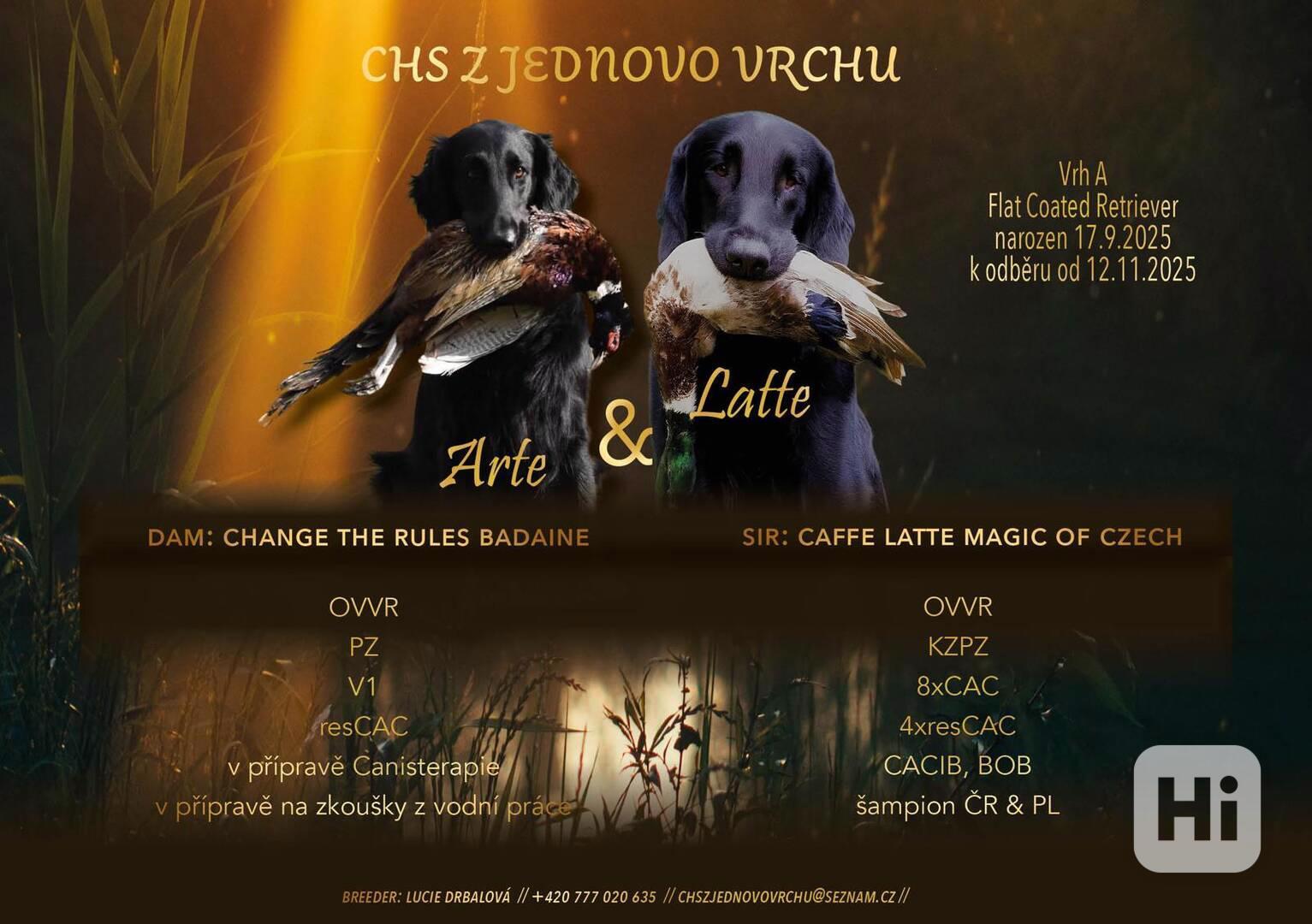 Štěňata Flat Coated Retriever s PP  - foto 1