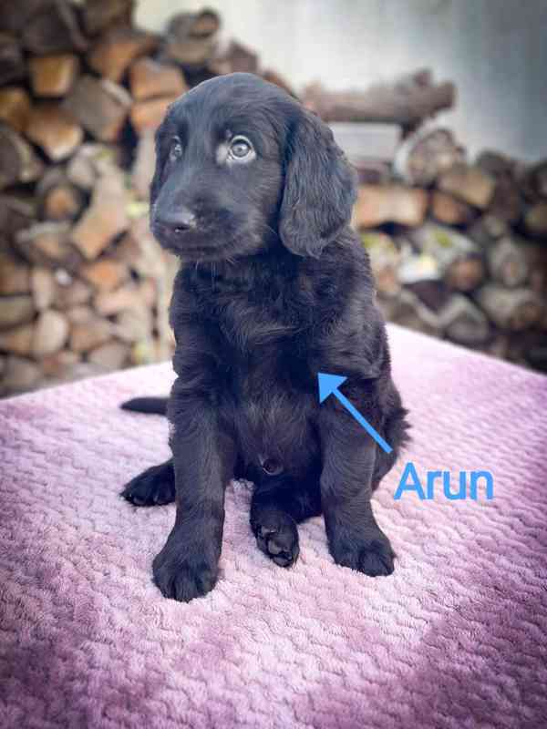 Štěňata Flat Coated Retriever s PP  - foto 5