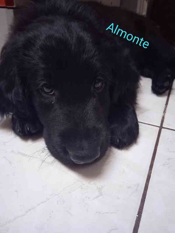 Štěňata Flat Coated Retriever s PP  - foto 3