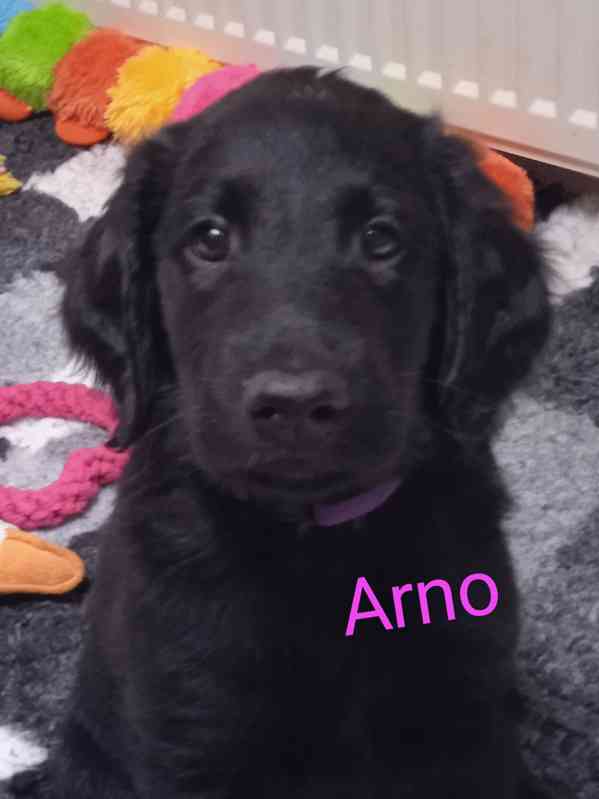 Štěňata Flat Coated Retriever s PP  - foto 6