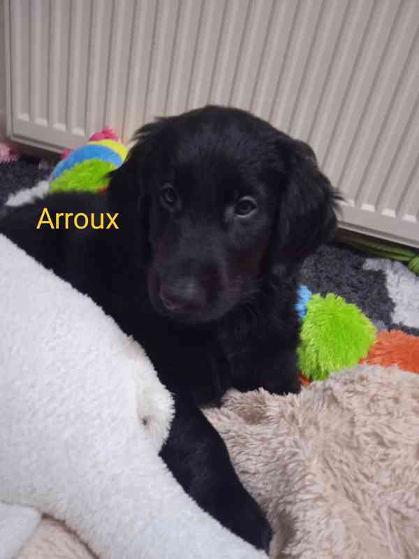 Štěňata Flat Coated Retriever s PP  - foto 2