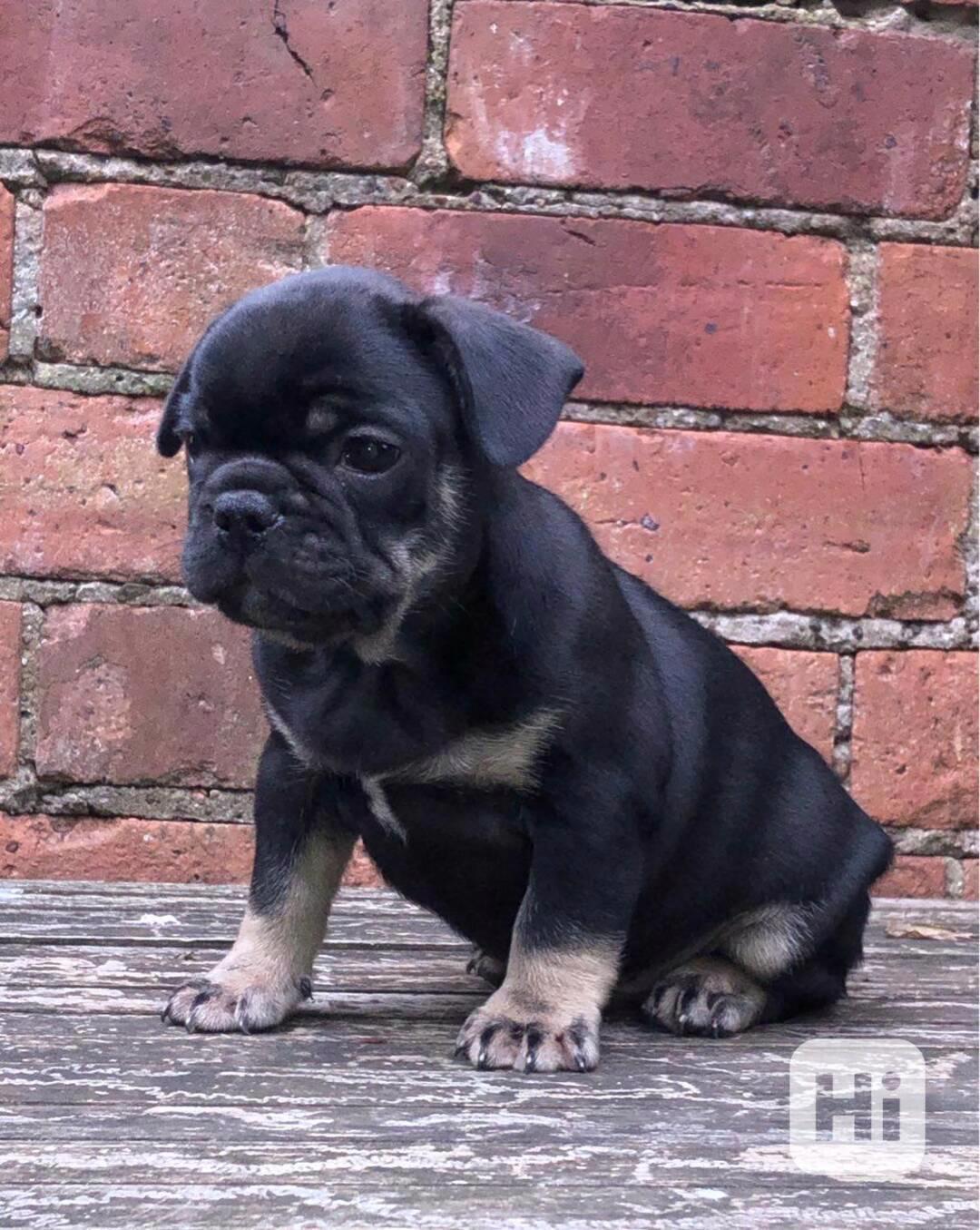 Dvě štěňata francouzského buldočka jsou připravena k odběru - foto 1