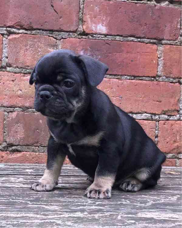 Dvě štěňata francouzského buldočka jsou připravena k odběru - foto 1