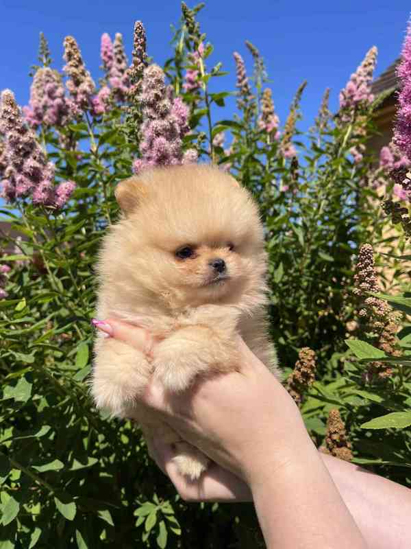 Pomeranian - foto 5