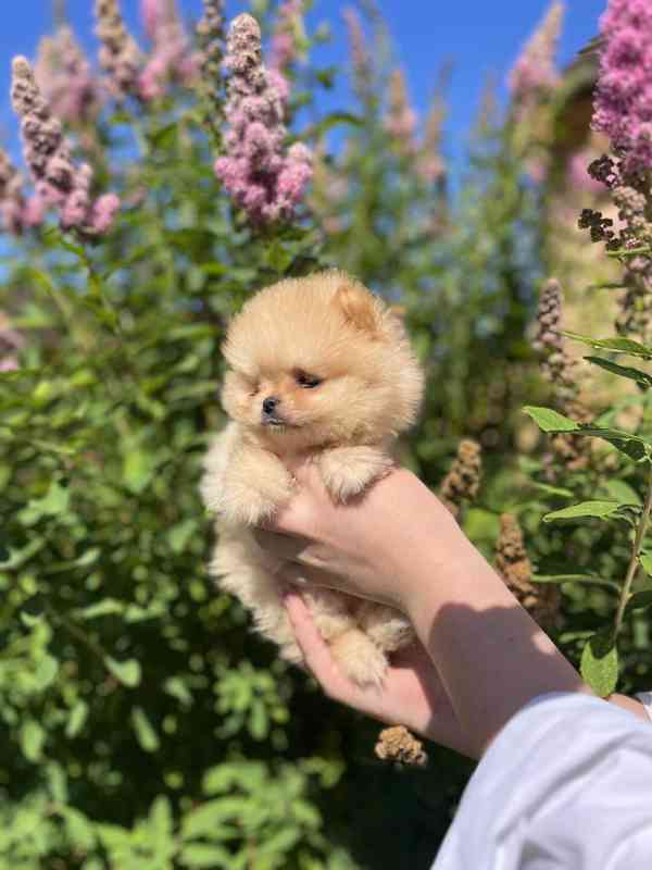 Pomeranian - foto 3