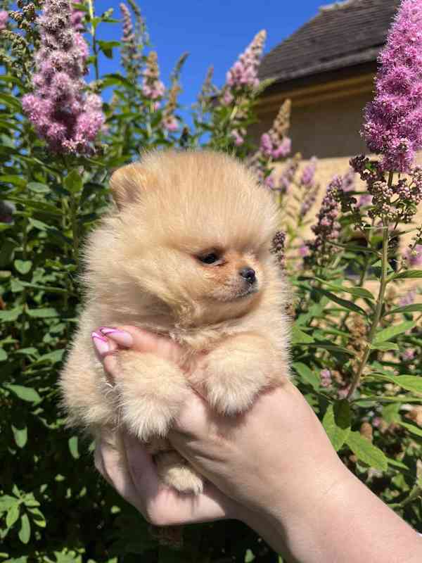 Pomeranian - foto 4
