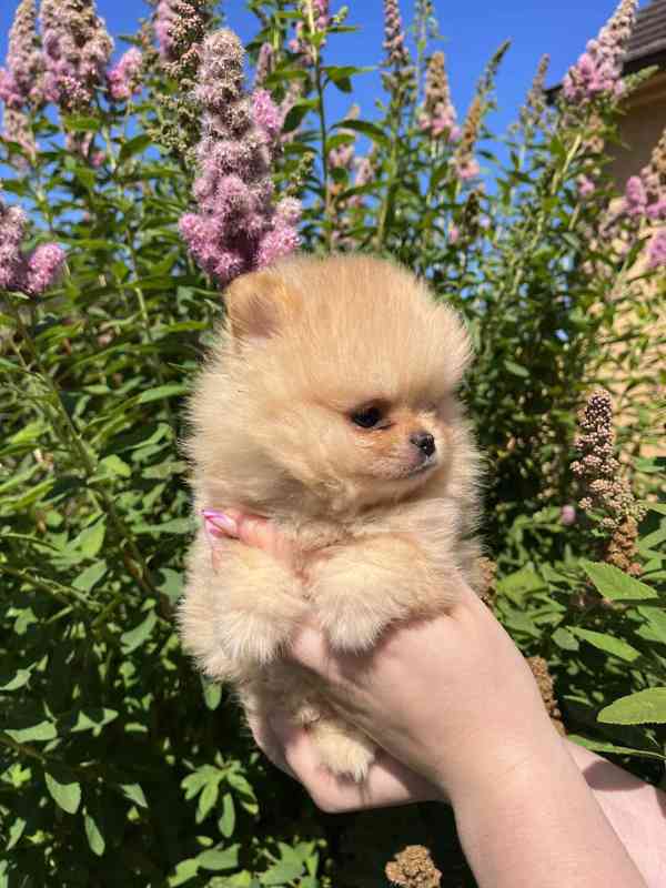 Pomeranian - foto 2