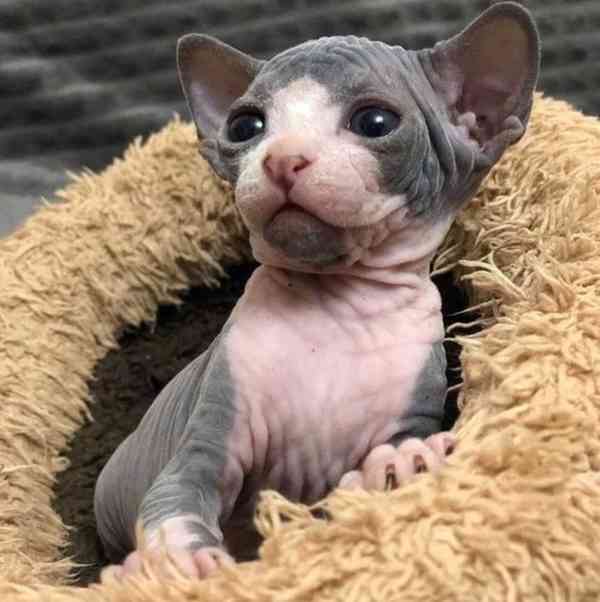 sphynx k adopci - foto 1