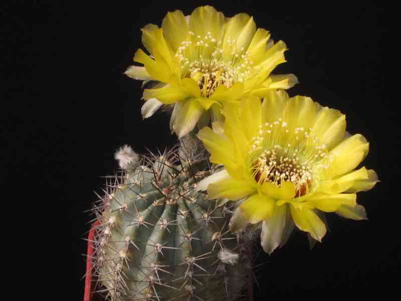 Kaktus Lobivia chrysantha - semena - foto 1