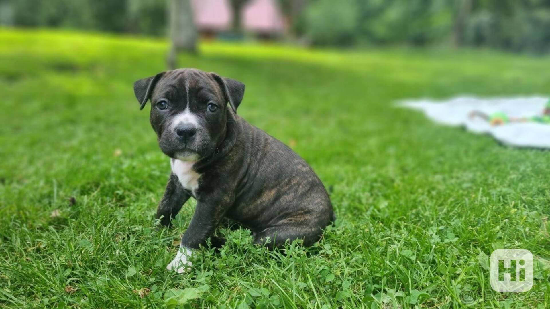 American Staffordshire Terrier with PP - foto 1