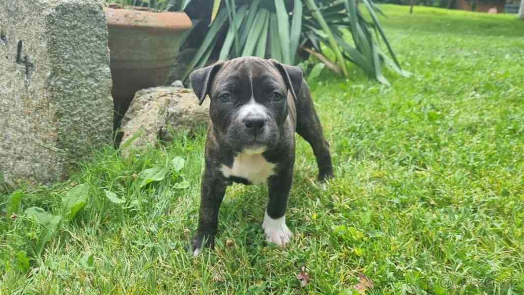 American Staffordshire Terrier with PP - foto 2