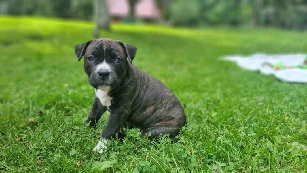 American Staffordshire Terrier with PP